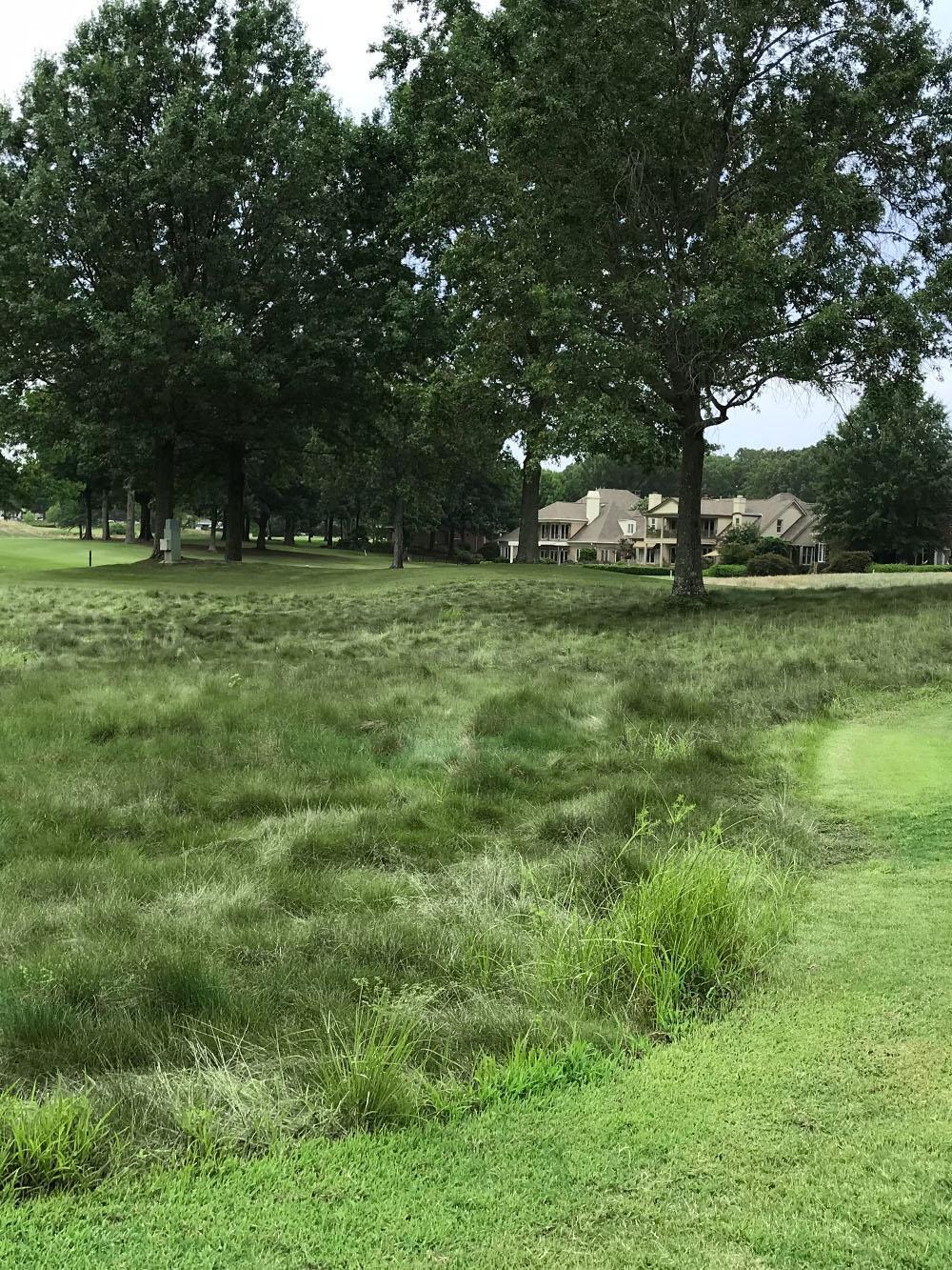 Scottish Fescue Turfgrass Mix